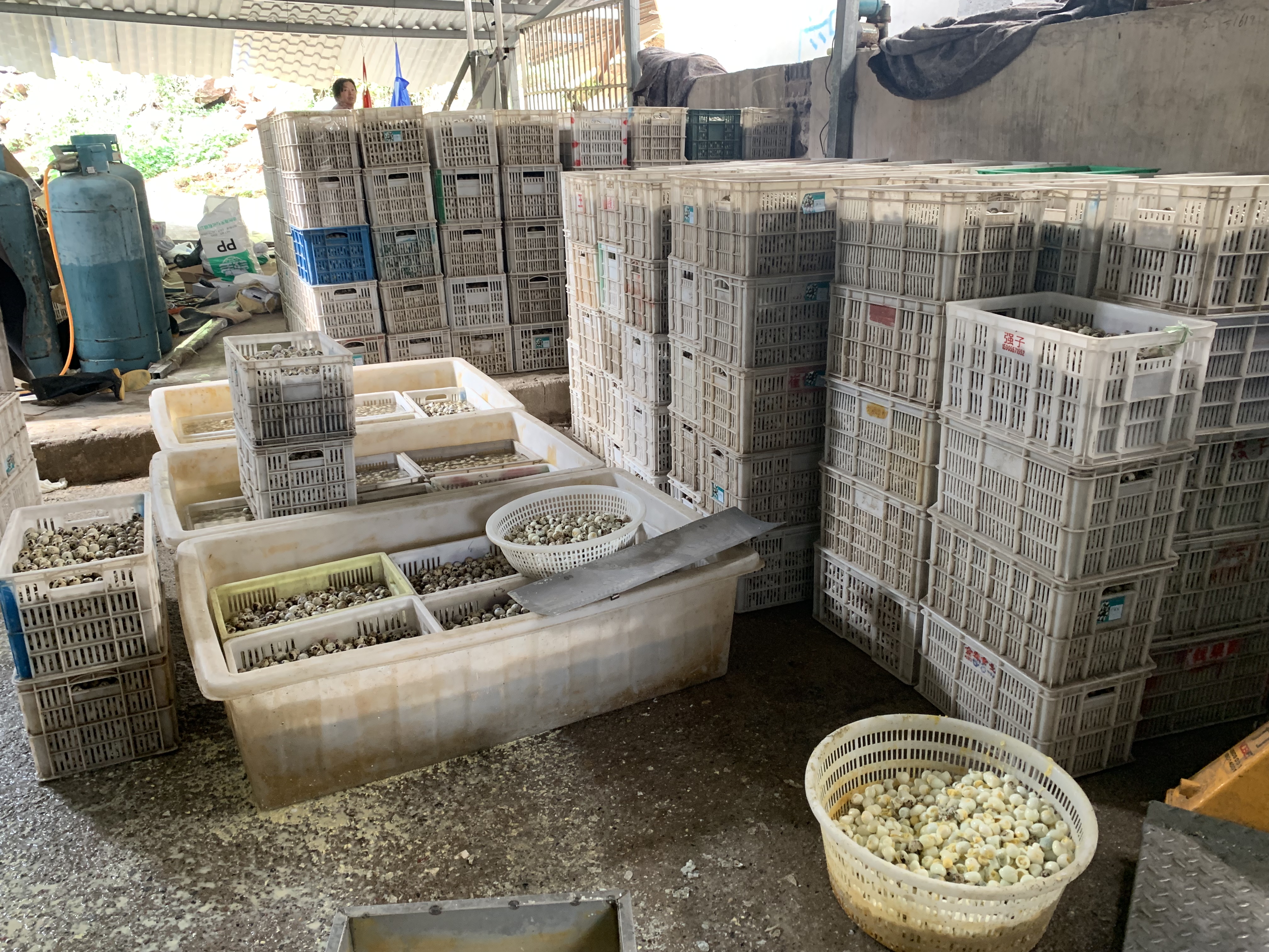 这条路经常散发恶臭味，原来是黑作坊加工鹌鹑蛋