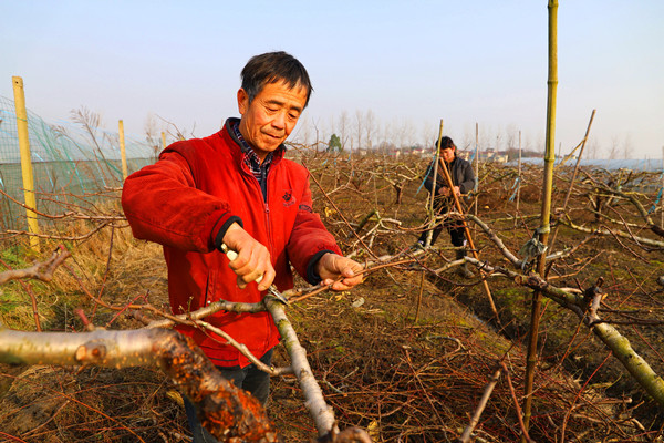 寒冬時季,南京高淳桃樹修剪管理助增收_圖片素材 揚子晚報網1月16日訊(記者 梅建明 通訊員 高曉平)2019年1月16日,在南京市高淳區椏溪鎮椏溪村紅旗果蔬專業合作社桃園里,桃農們正在對名為錦繡黃桃的桃樹枝條進行修剪管理。 據介紹,眼下正值寒冬降溫時節,同時也是冬季桃樹修枝剪條的管理時段。為提高秋季錦繡黃桃上市時口感質量,促進黃桃豐產增收,當地的桃農們正加緊對桃樹進行修剪管理。