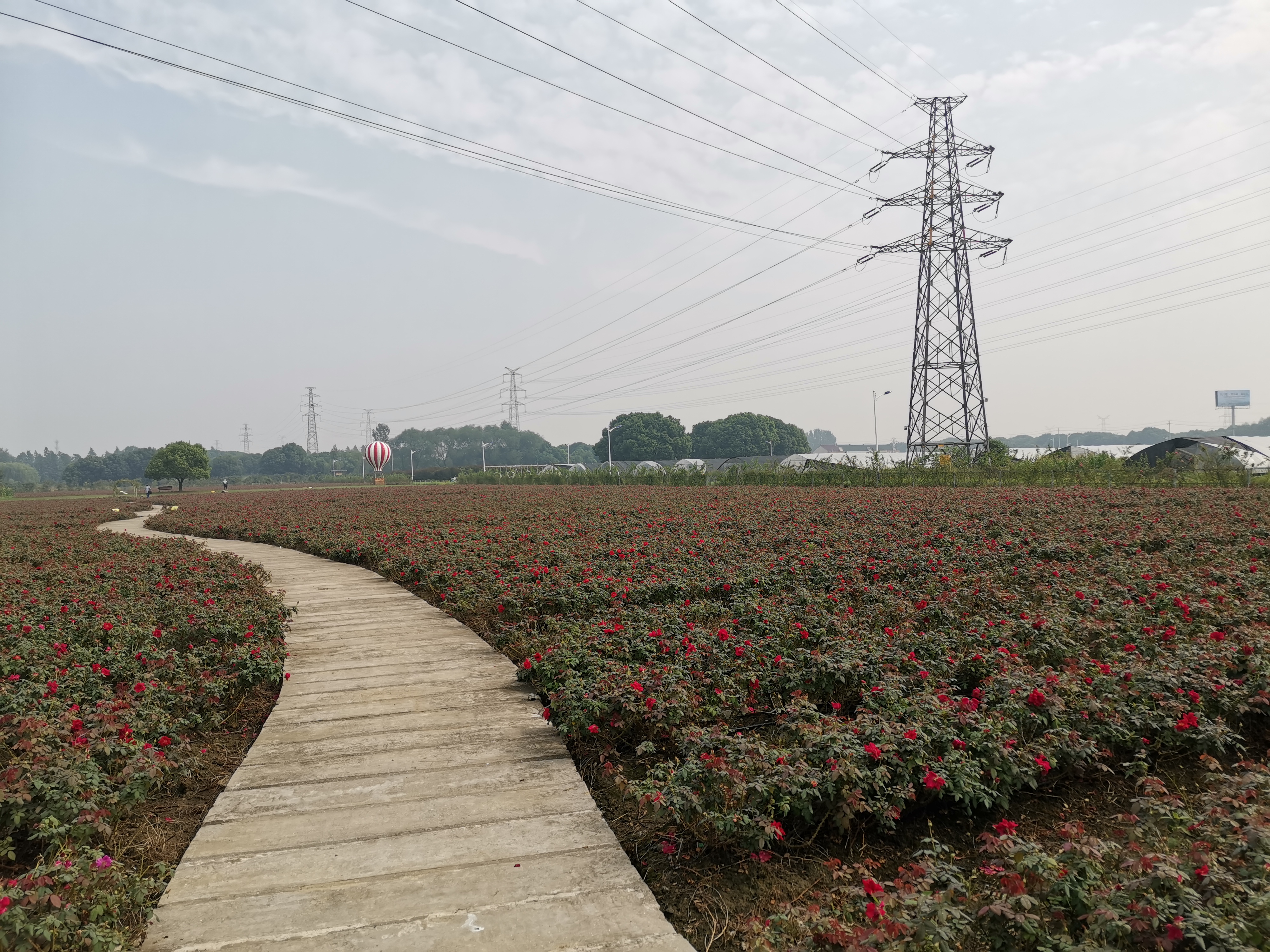 物联网种玫瑰每朵花儿都能追溯 丰收季"美丽中国行"走进徐舍玫瑰花海