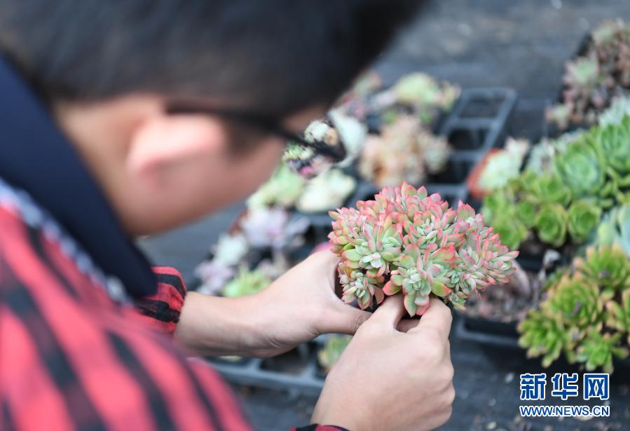 返乡创业 打造"多肉王国"