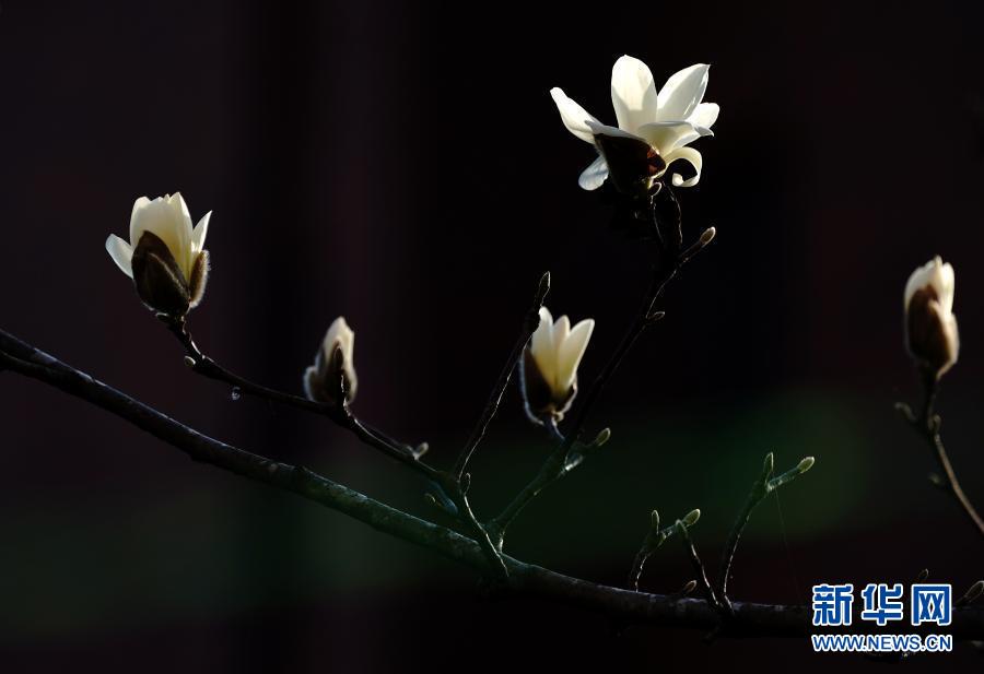 申城回暖玉蘭花開 Yabo18 Yabo18客户端 Yabo