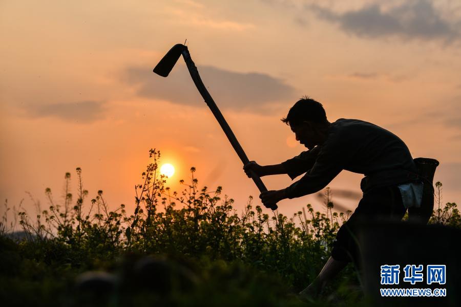 2月23日,贵州省黎平县肇兴镇归杩村农民在翻地.新华社记者 杨文斌 摄