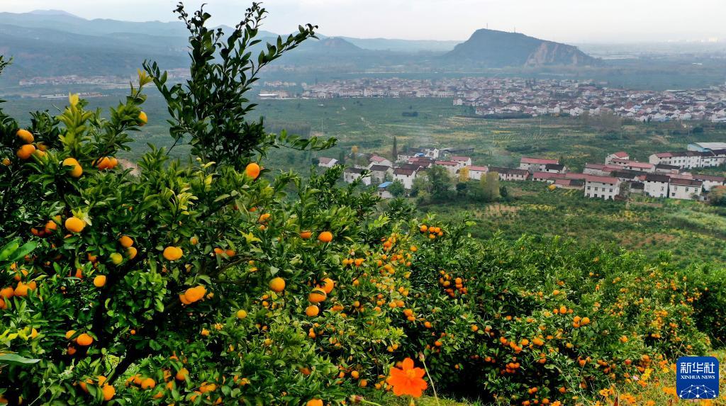 金秋时节,陕西省汉中市城固县23万亩柑桔喜获丰收.