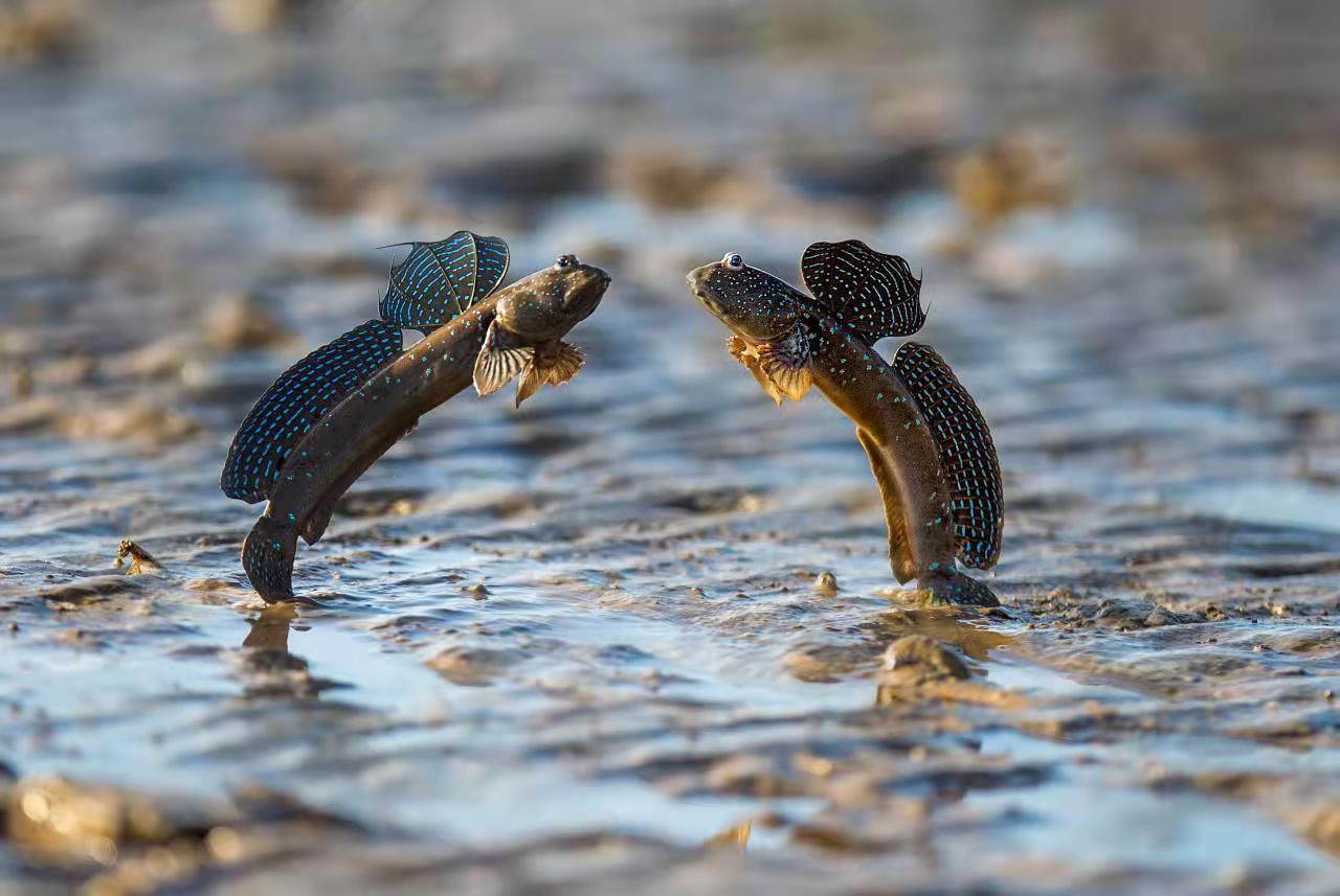 盐城东台条子泥荣膺美丽海湾优秀案例
