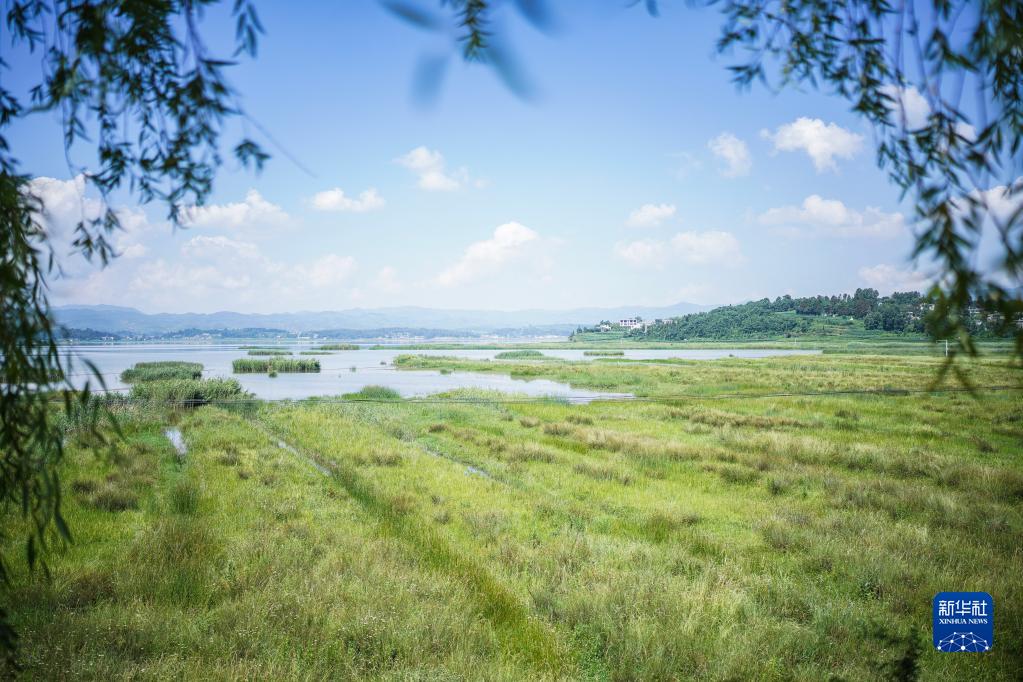 近日,位于贵州省毕节市威宁彝族回族苗族自治县的草海国家级自然保护