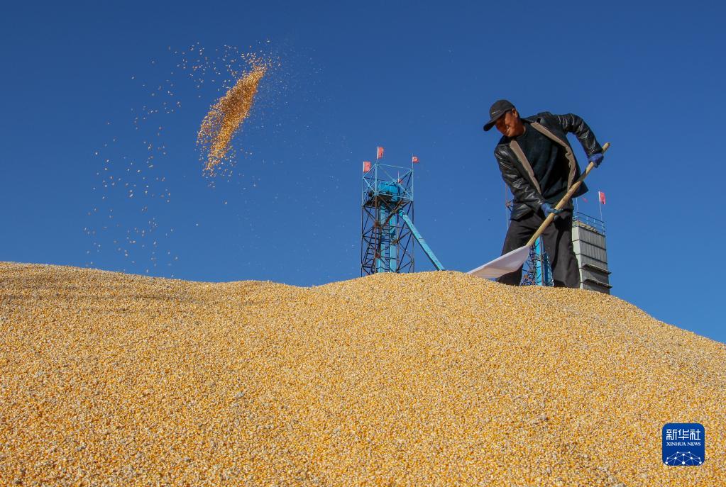 内蒙古通辽玉米迎丰收