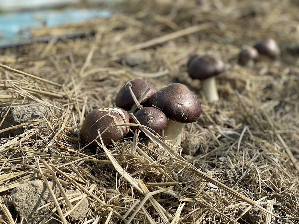 大球盖菇主要以农作物秸秆为种植原料,为大球盖菇提供充足的栽培原料