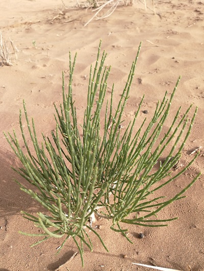 城记| 去远方种树