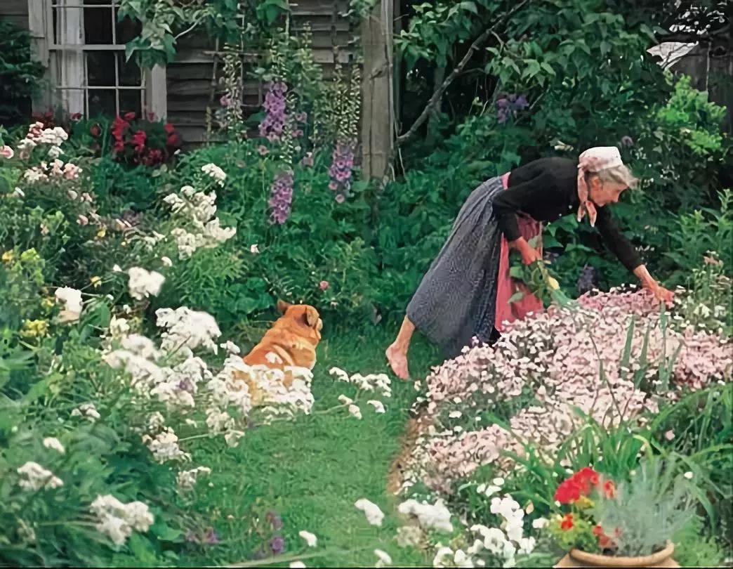 种草莫干山里的塔莎花园,喜欢到全世界森林里的老虎都融化成黄油