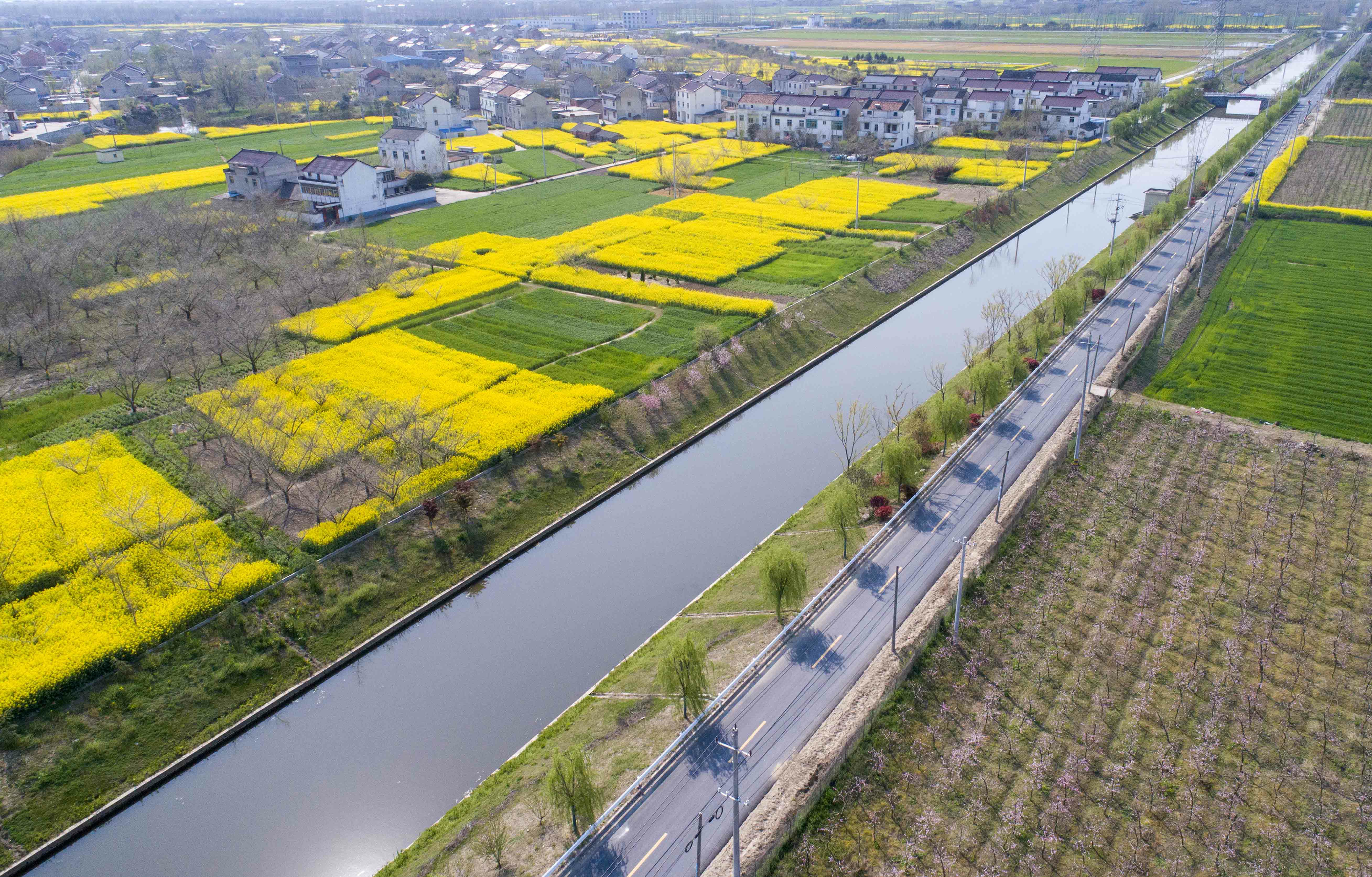 江苏泰兴:乡村振兴花为媒