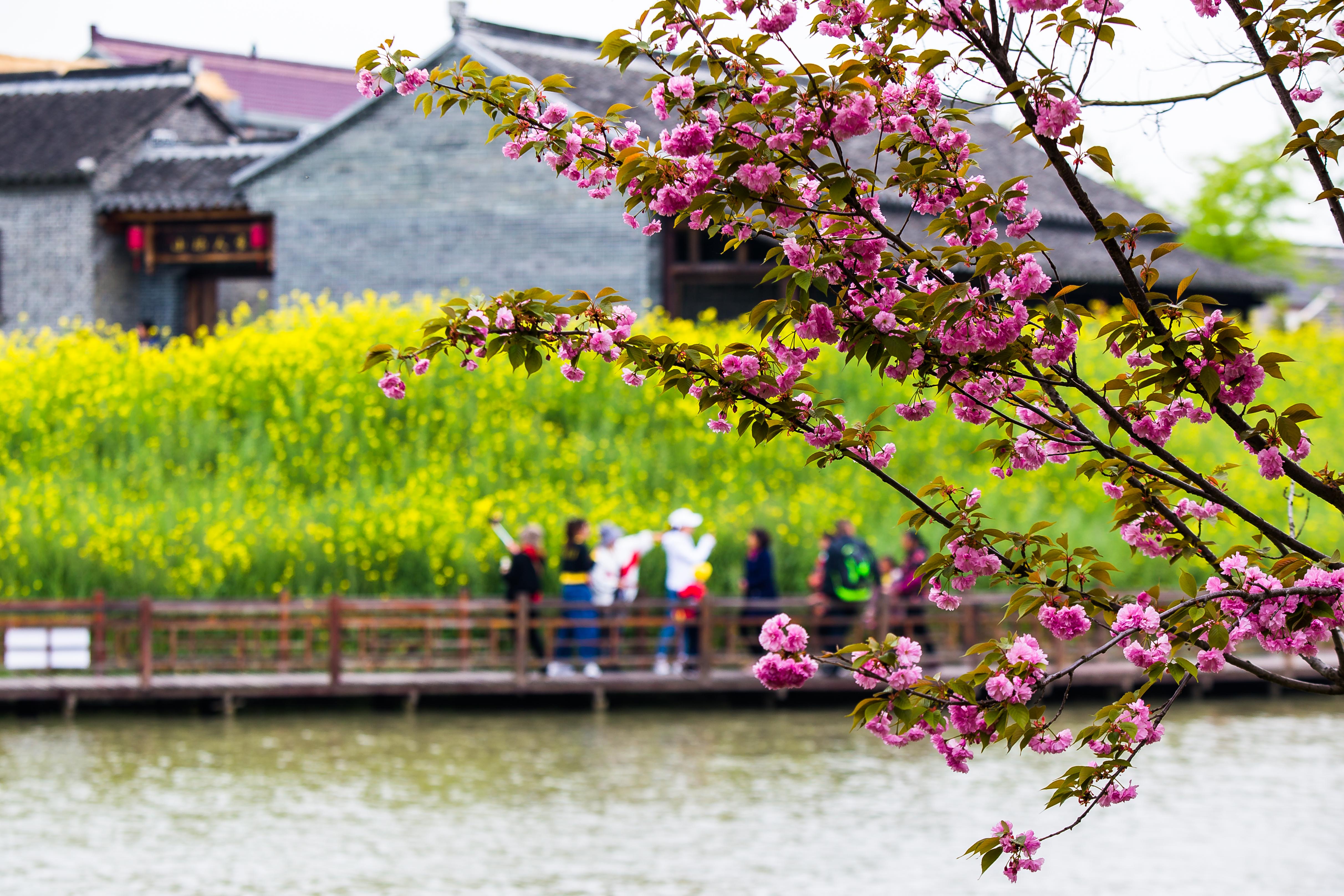 组图|江苏泰州:观赏樱花美景 享受田园风光
