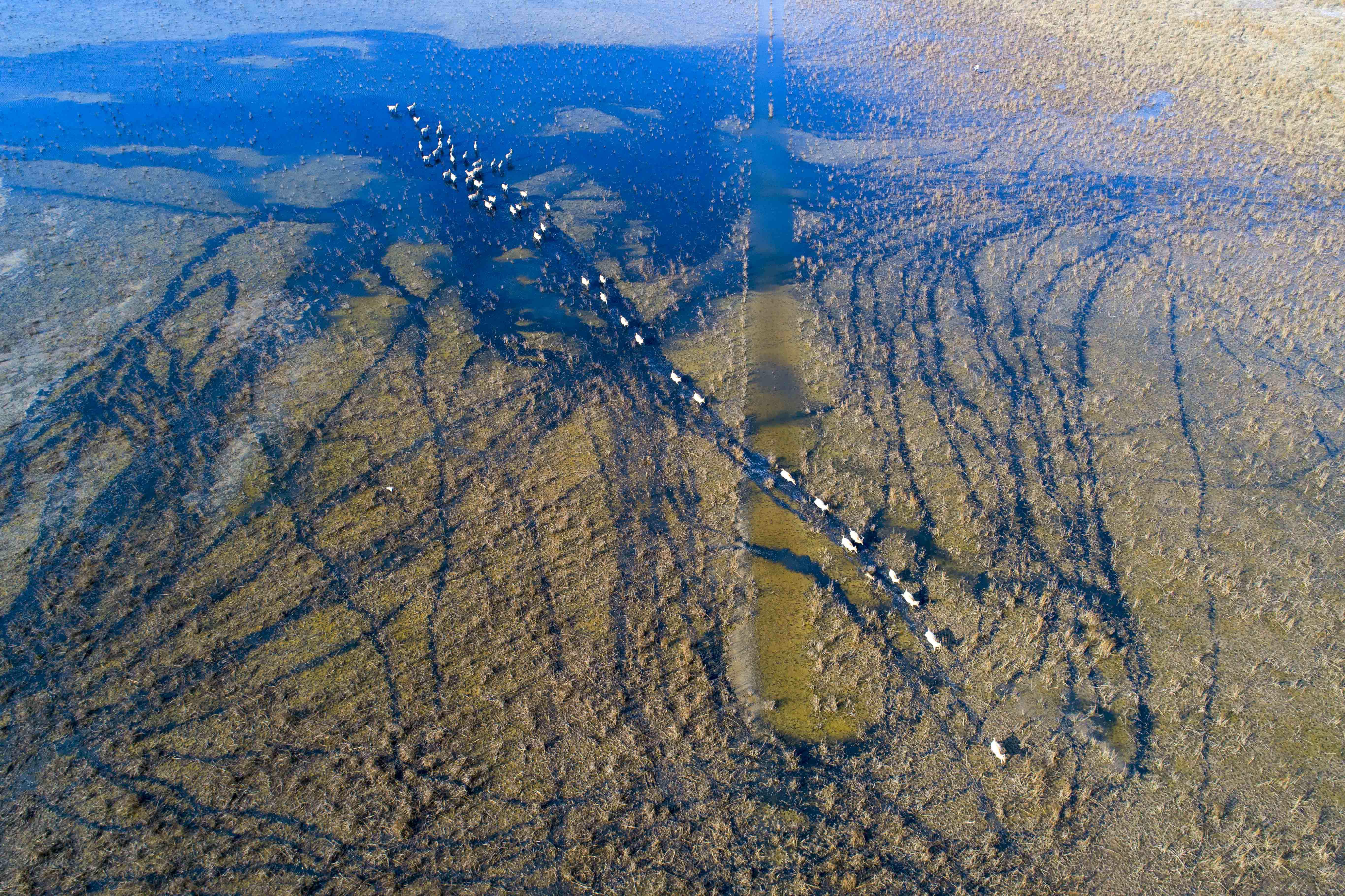 组图江苏大丰湿地麋鹿欢
