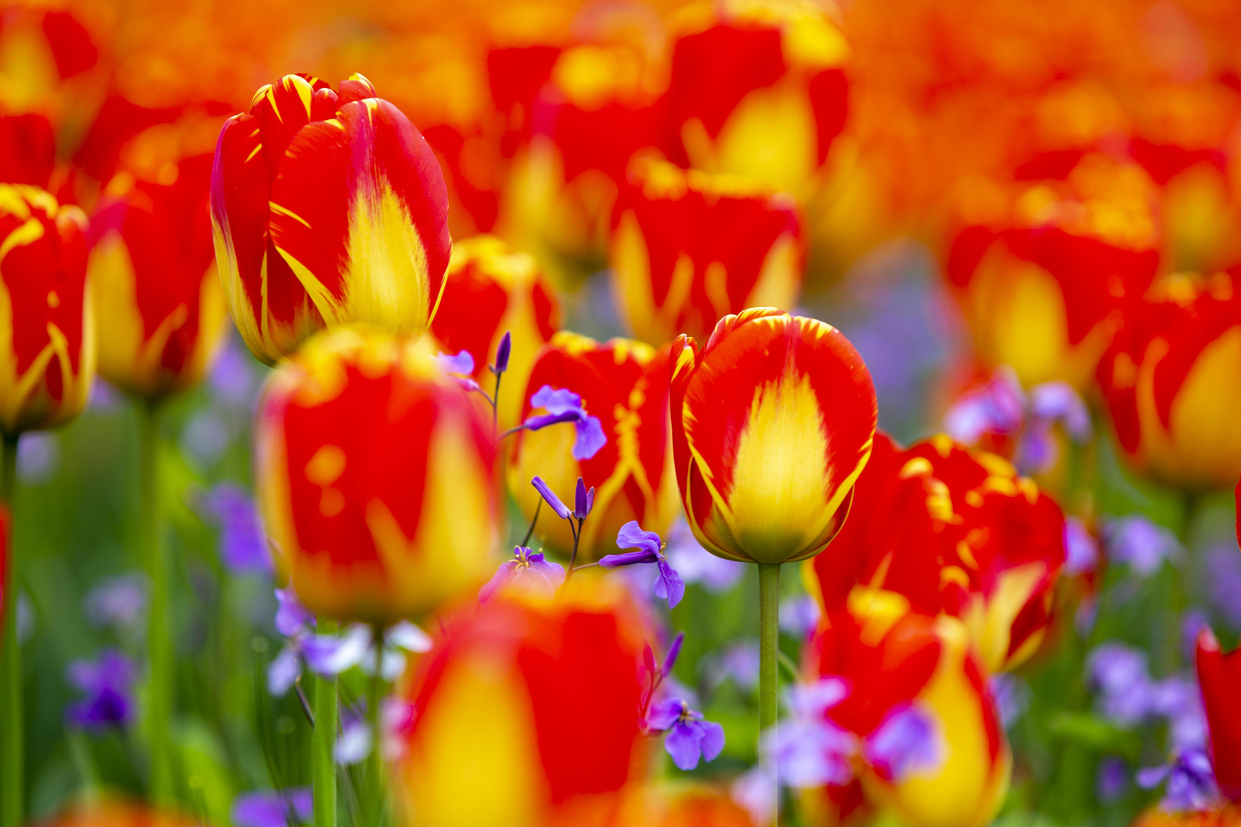 组图| 郁金香绽放四月天