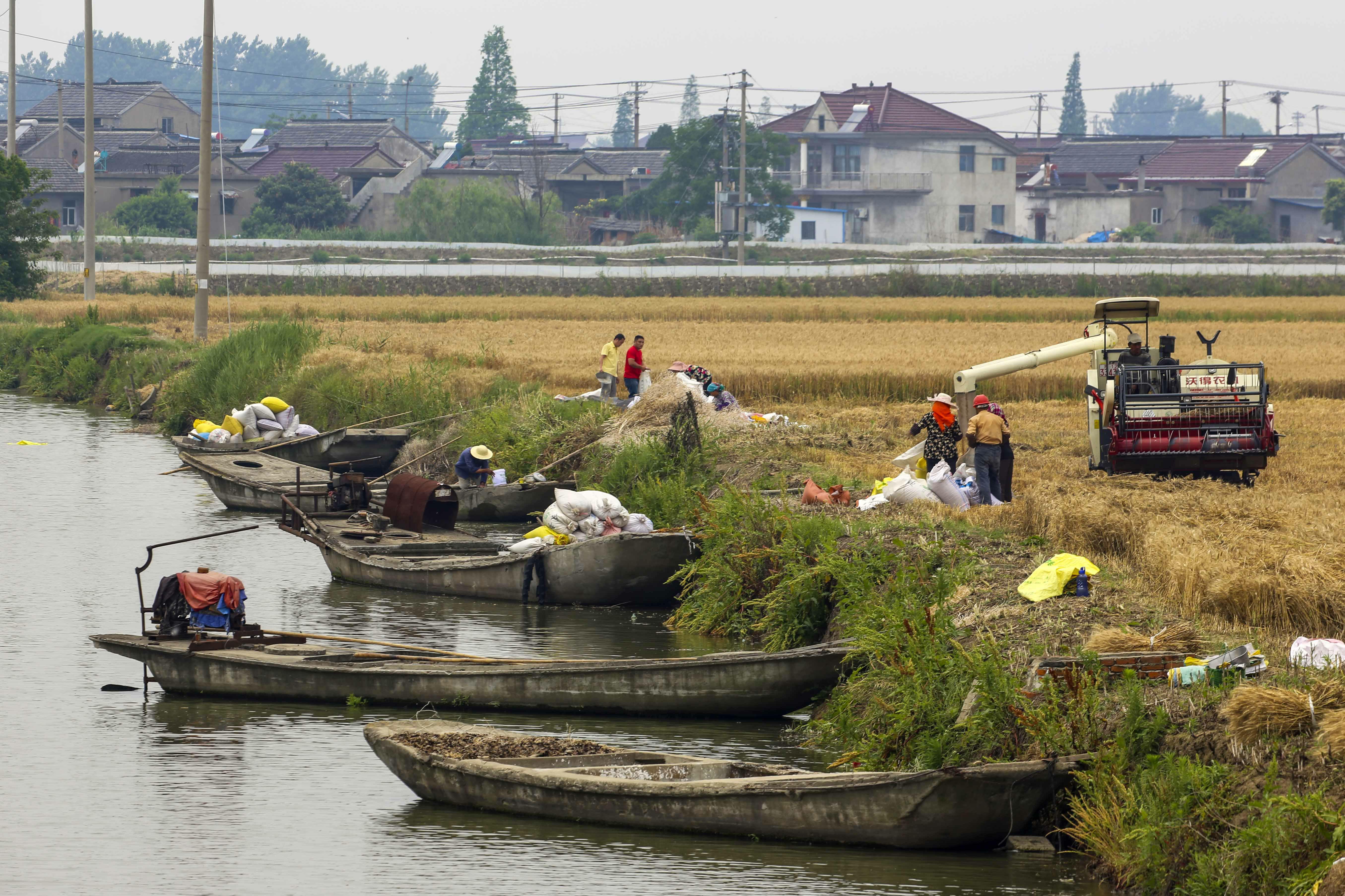 2019年6月1日,江苏省兴化市兴东镇肖垛村村民在田间收获小麦.
