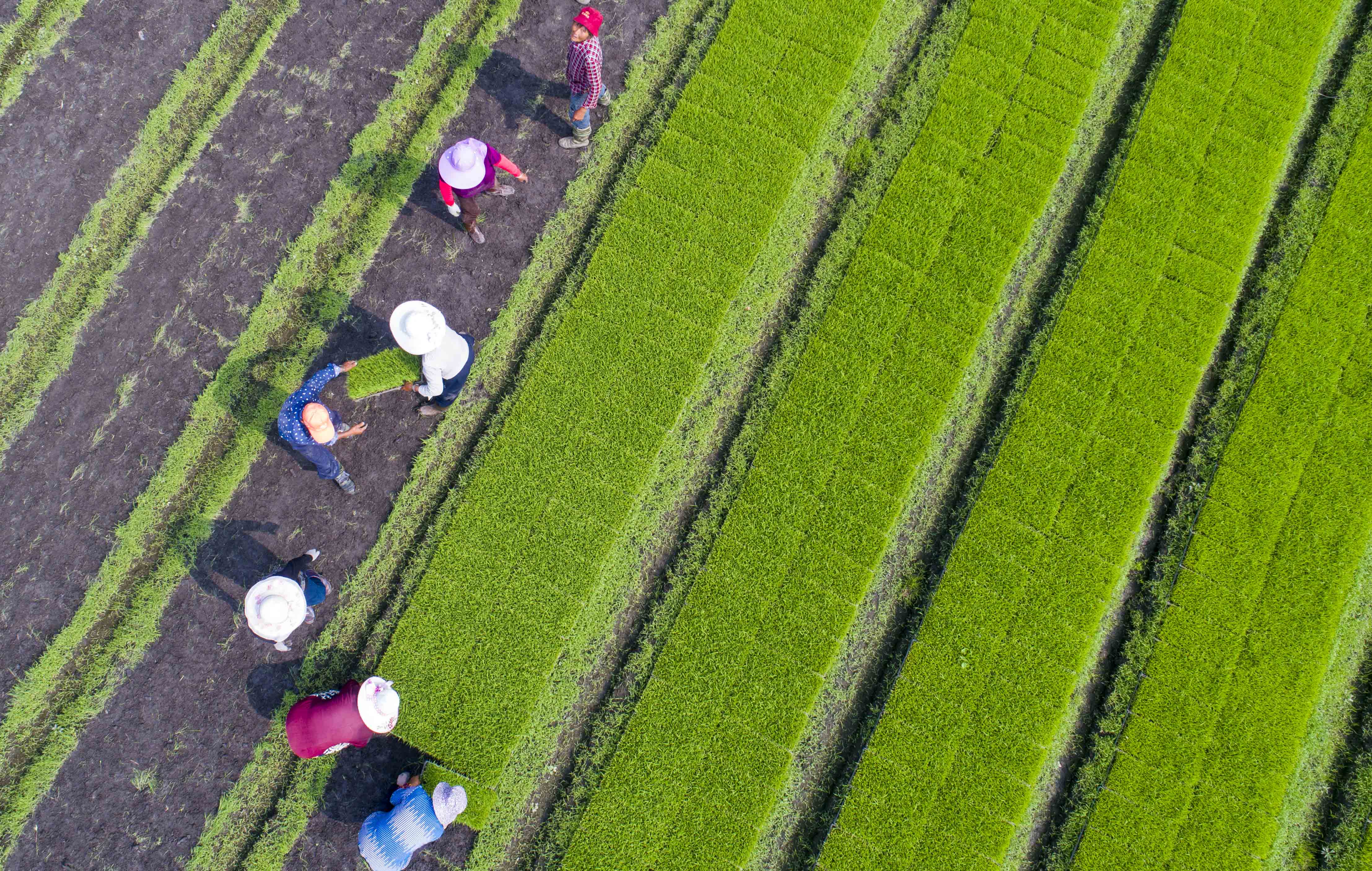 组图∣江苏泰州:抢抓农时插秧忙