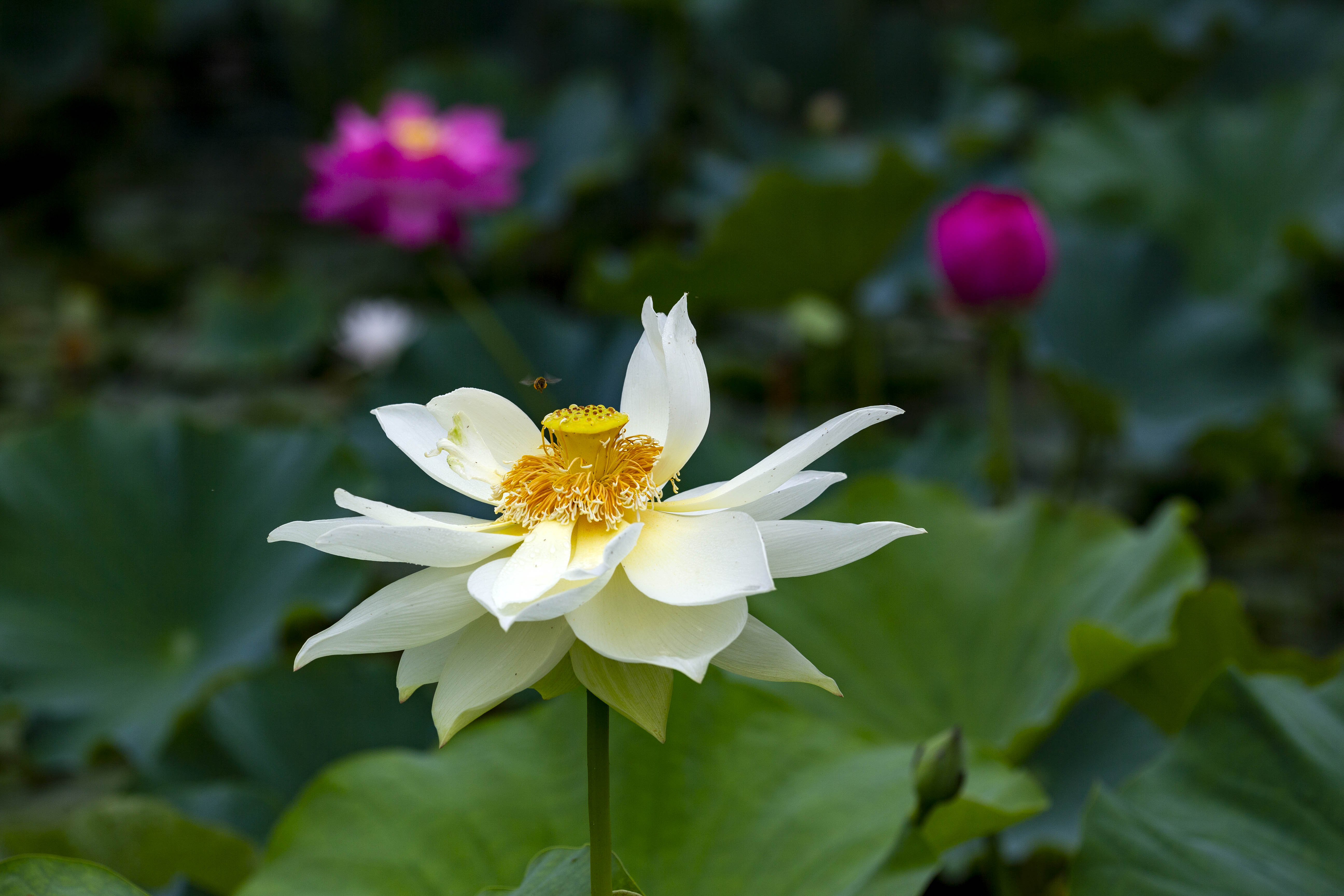 2019年6月30日,在江苏泰州秋雪湖生态风景区荷花池,蜜蜂在荷花丛中采