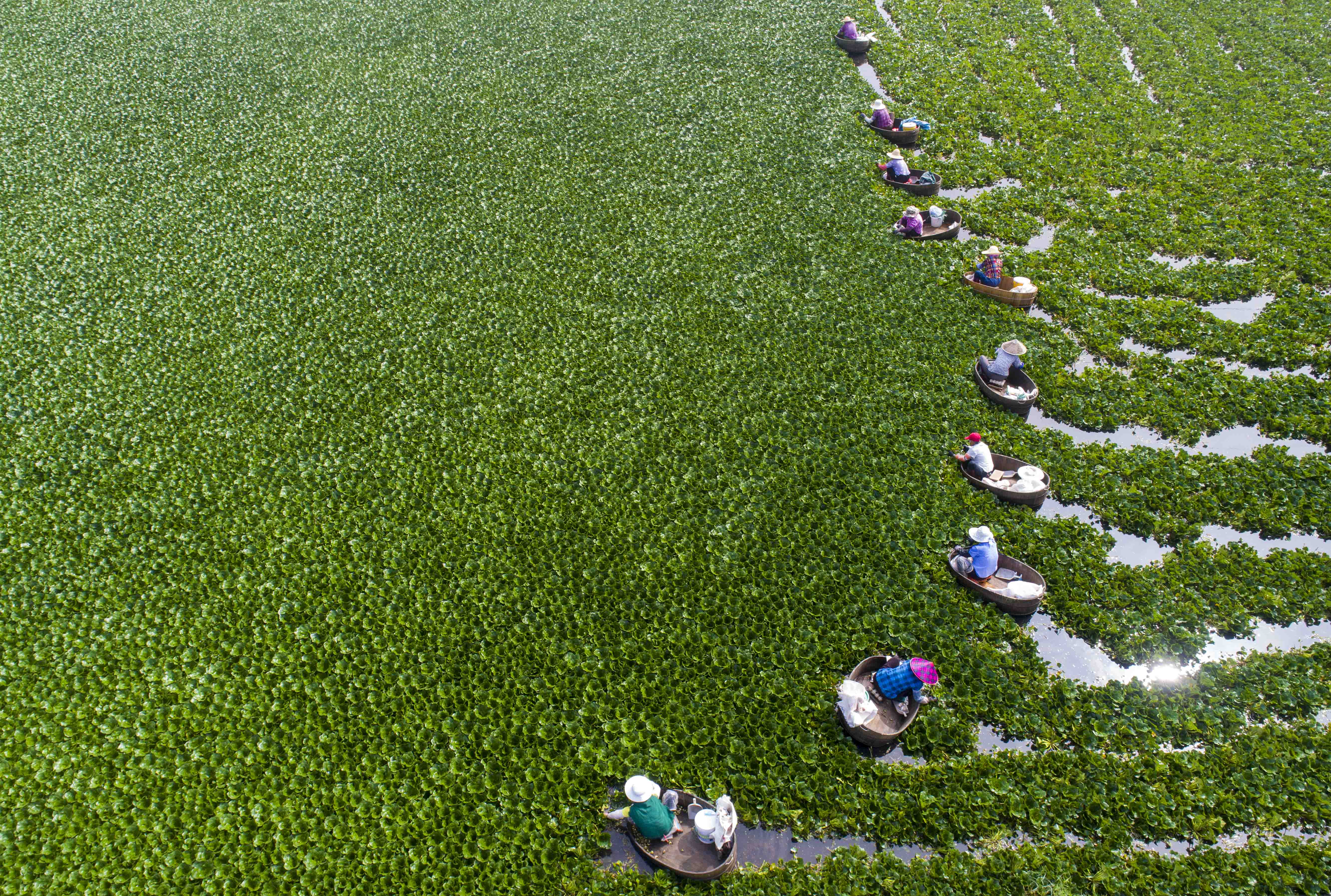 江苏泰州盛夏采菱忙