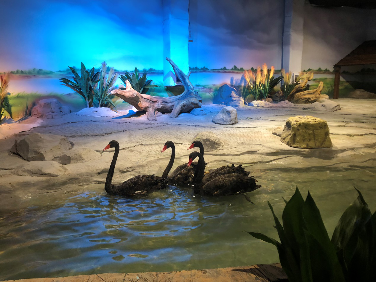 视频|萌化了,金鹰动物世界为星星宝贝开启治愈之旅