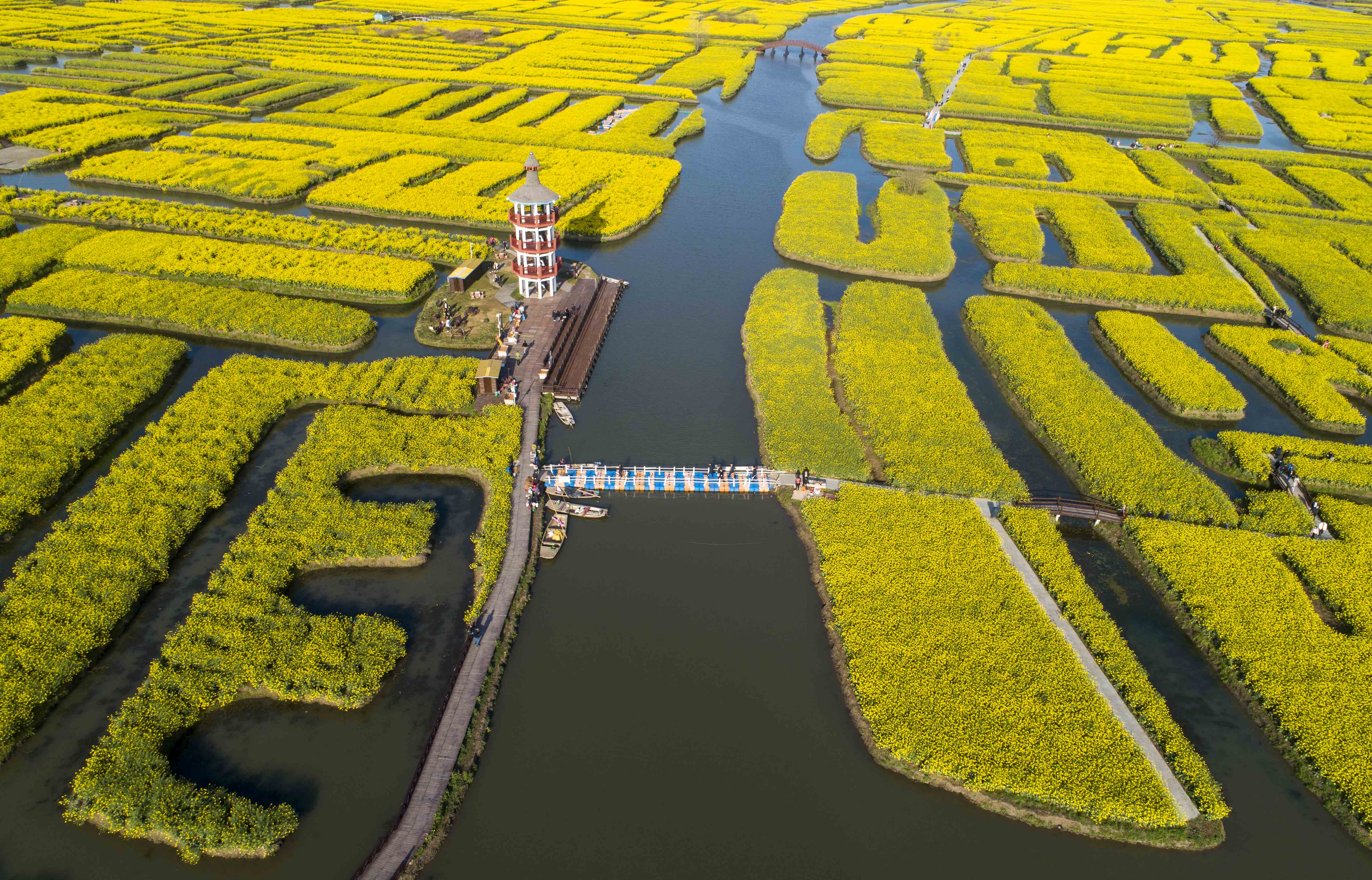 组图∣江苏泰州:千垛花海美如画