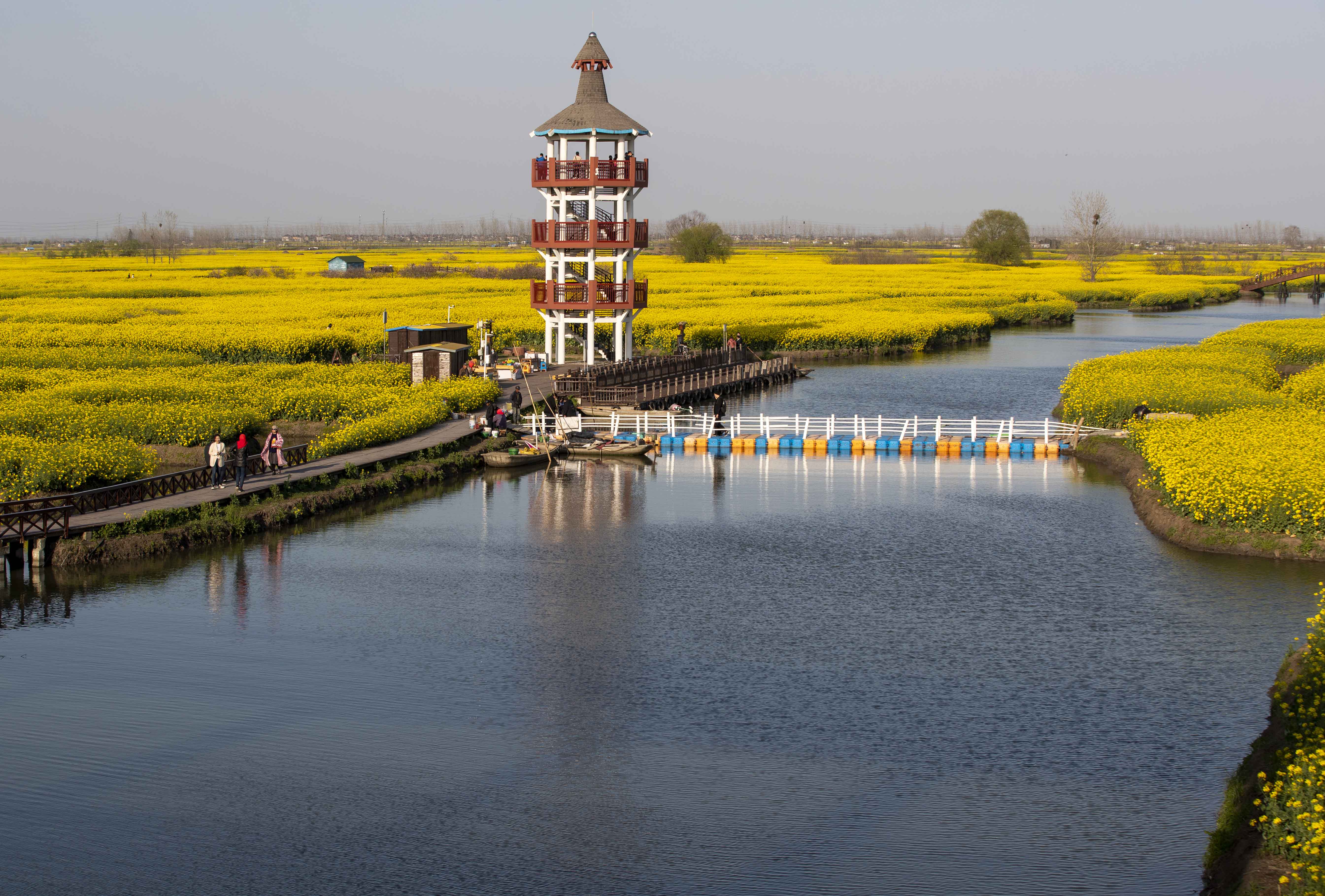 组图∣江苏泰州千垛花海美如画