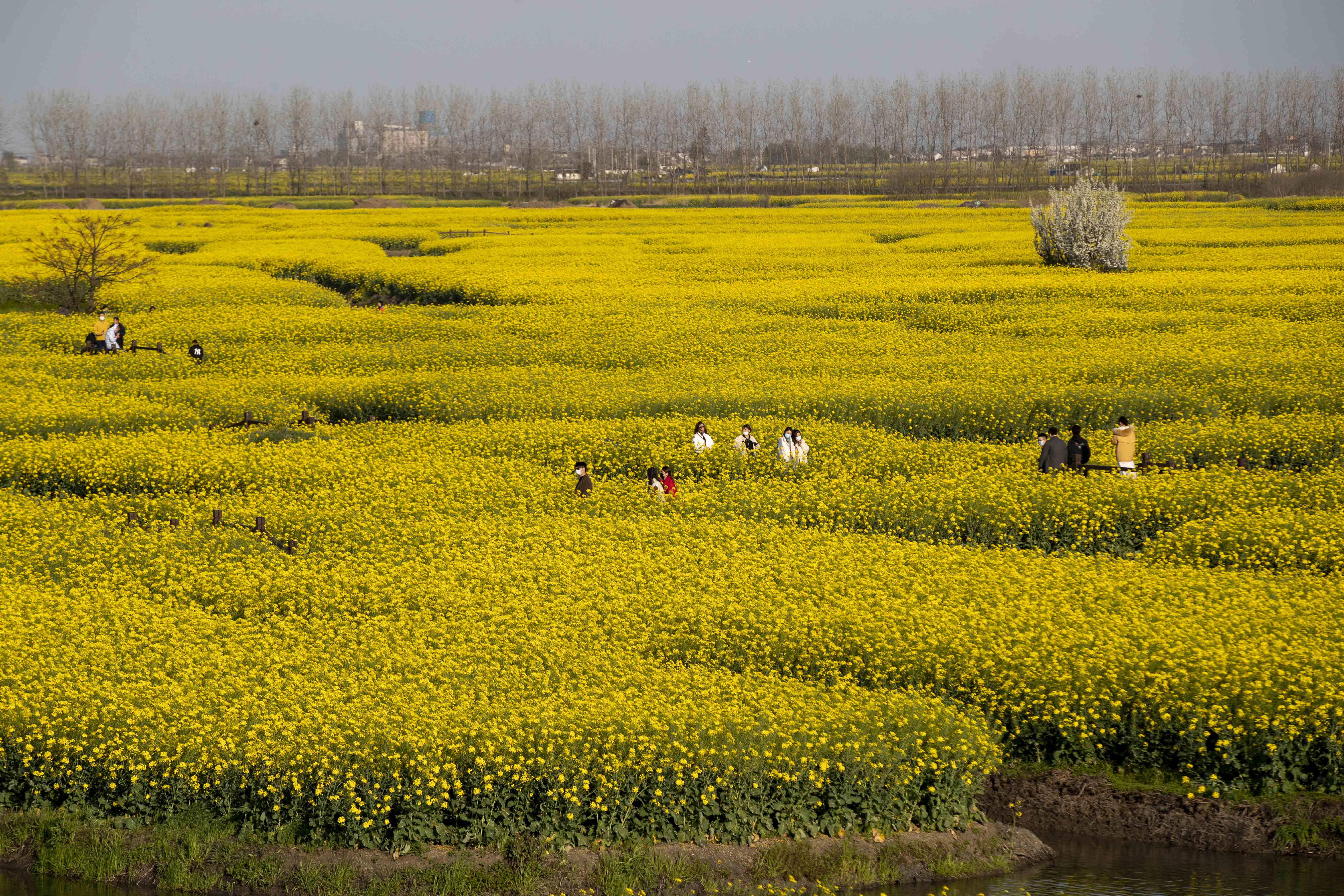 组图∣江苏泰州千垛花海美如画