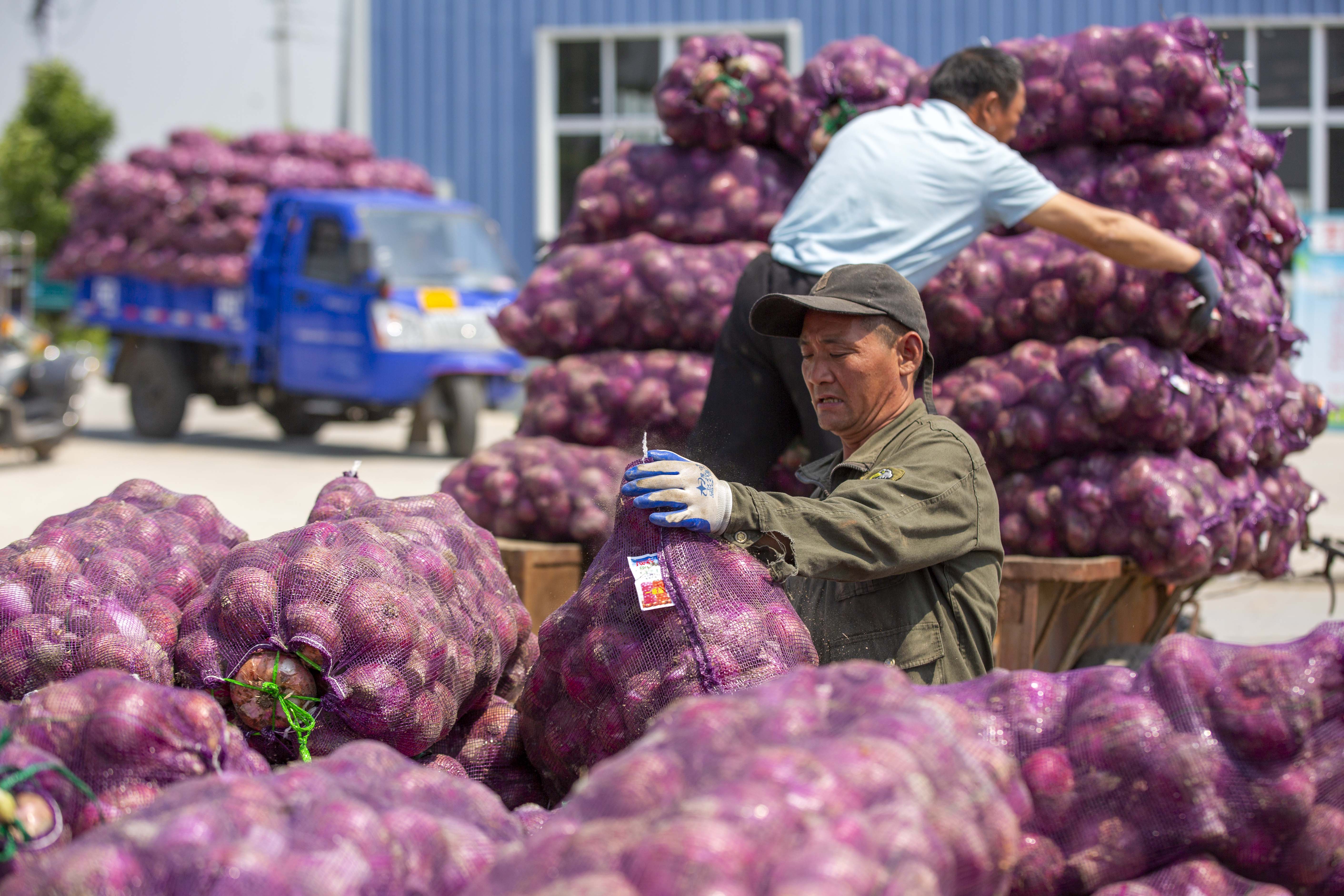 联镇村洋葱种植基地2000亩红皮洋葱迎来收获季,田间地头一派丰收景象