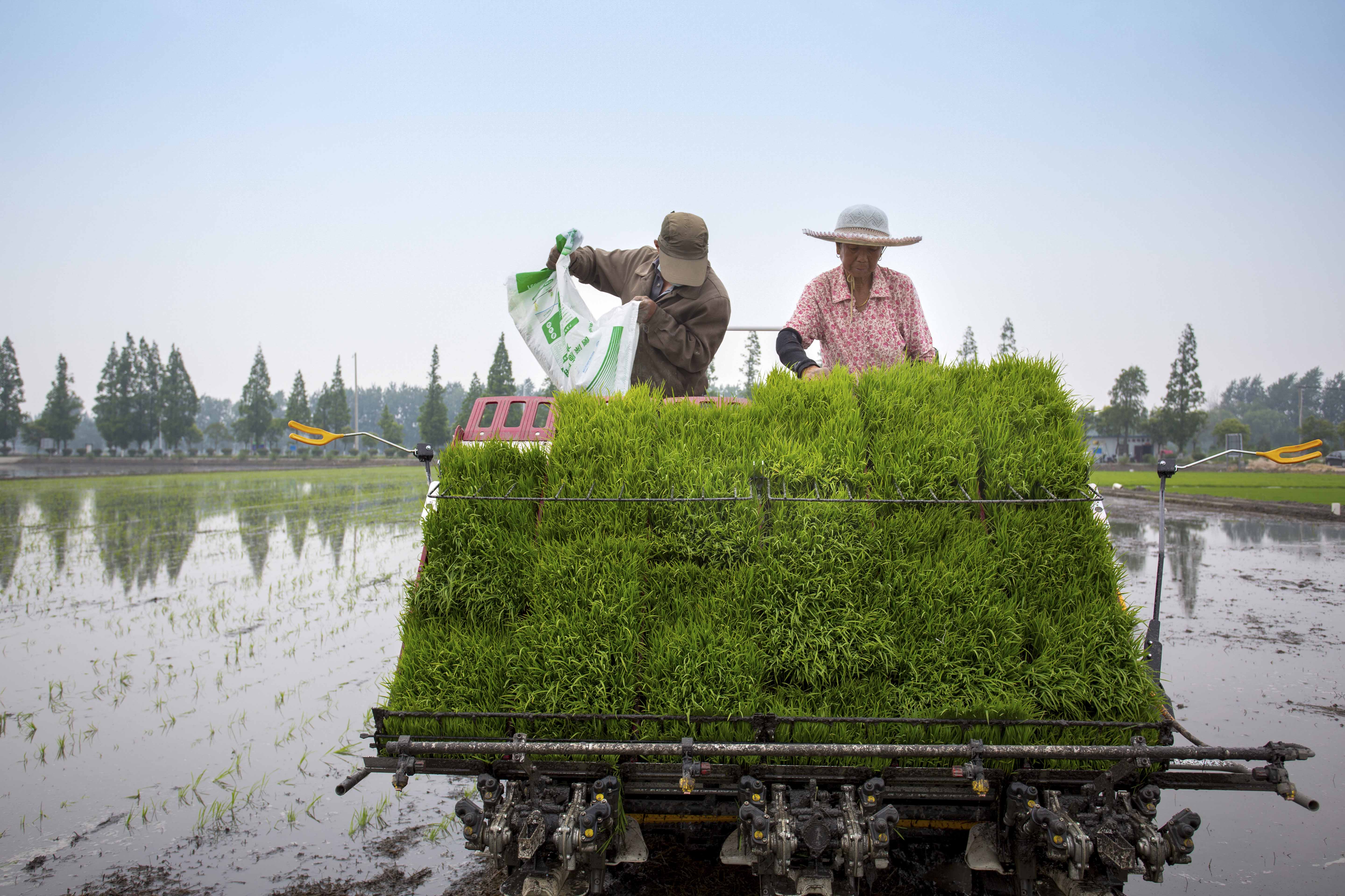 组图∣江苏泰州:多功能插秧机推广应用