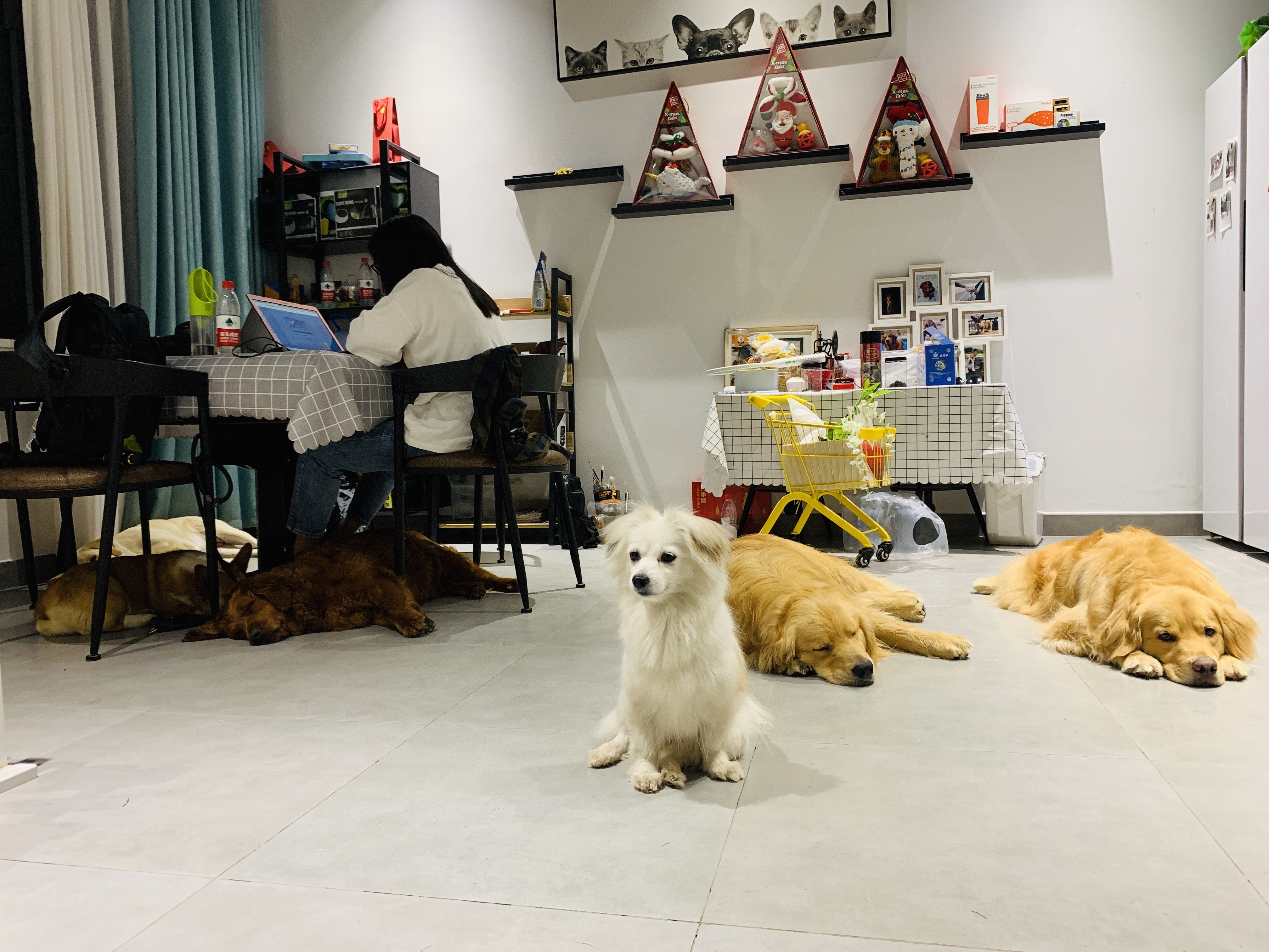 坐着"货的"带着狗爆红,宠物民宿天天满房?