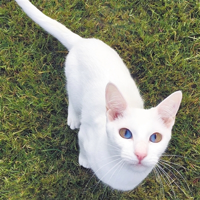 之后黛比把照片分享给同事亚当·法克托,亚当非常兴奋地将这些照片