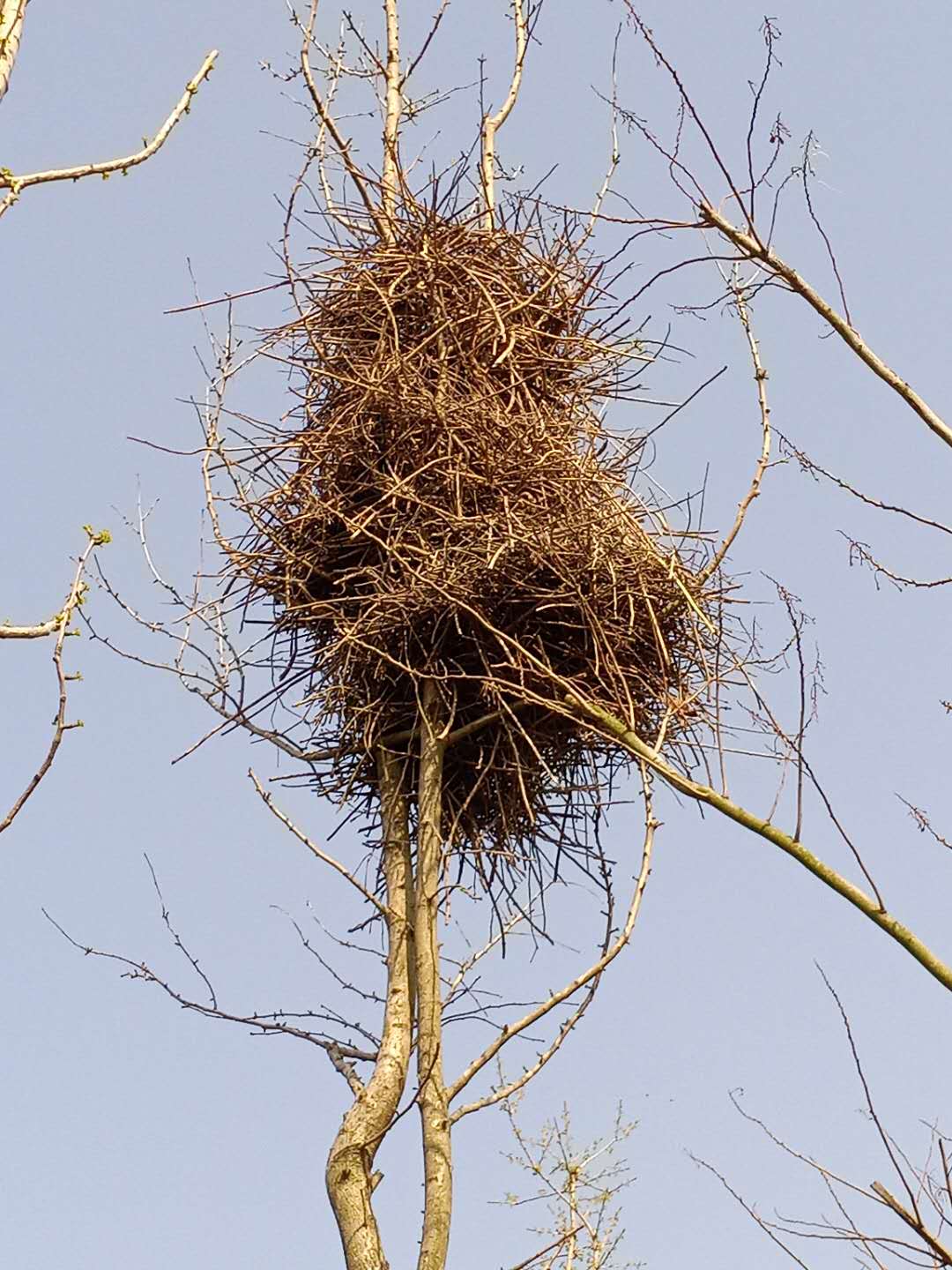 罕见的楼上楼鹊巢