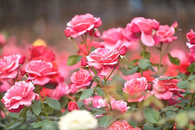 蔷薇 月季 玫瑰太像了 你分得清吗