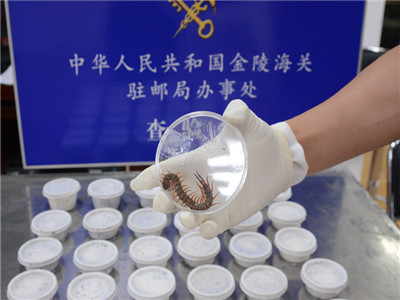 金陵海关截获38头活体红火焰脚蜈蚣