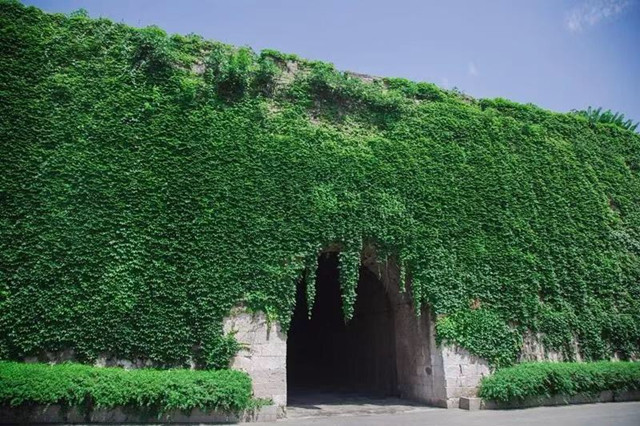 盛夏,来看南京最美"绿墙"