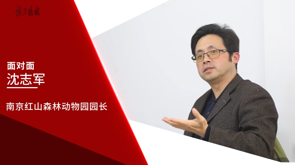 面对面 | 红山动物园园长沈志军:想到大象睡觉时难受的样子,我心疼