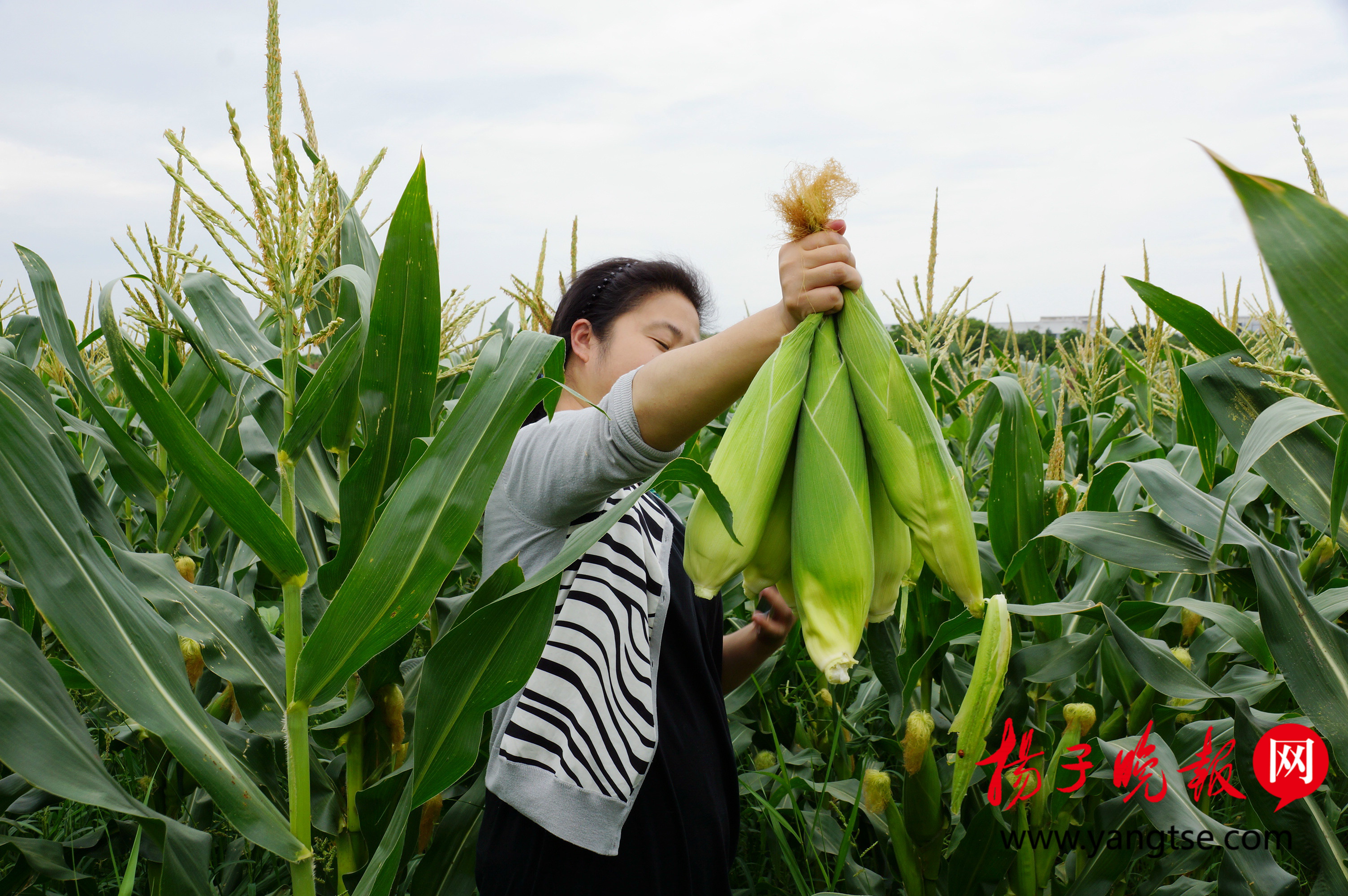 年年新"花样",苏州"太空莲"种植基地又多了农作物采摘