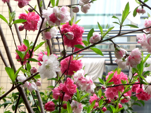 真怪,一株桃树竟然开出三色花