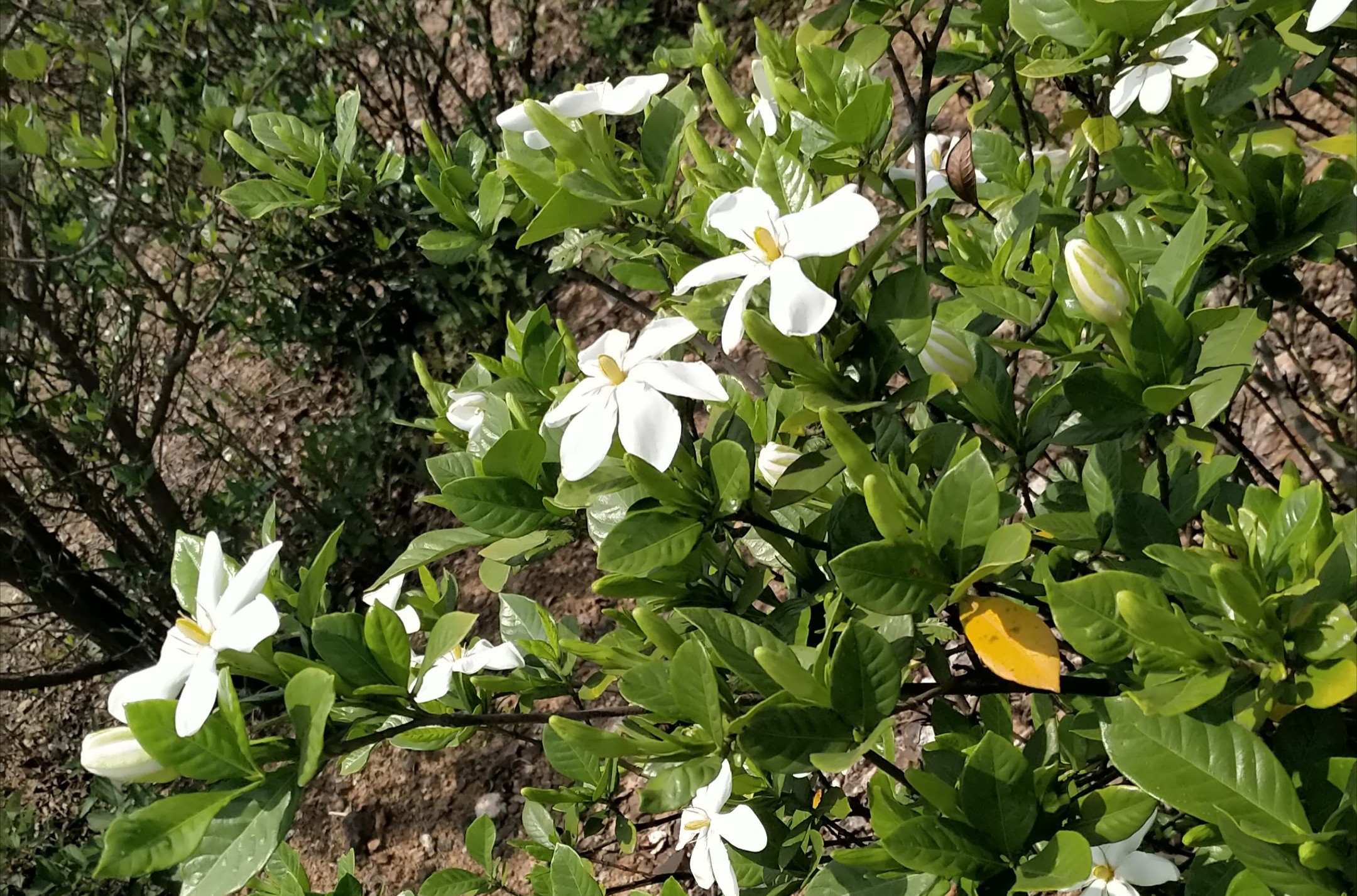 粒粒骨朵待怒放凉篷下山栀花节临近