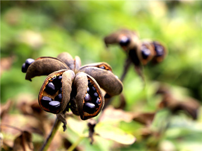 看看这张照片!高淳牡丹籽开采助增收