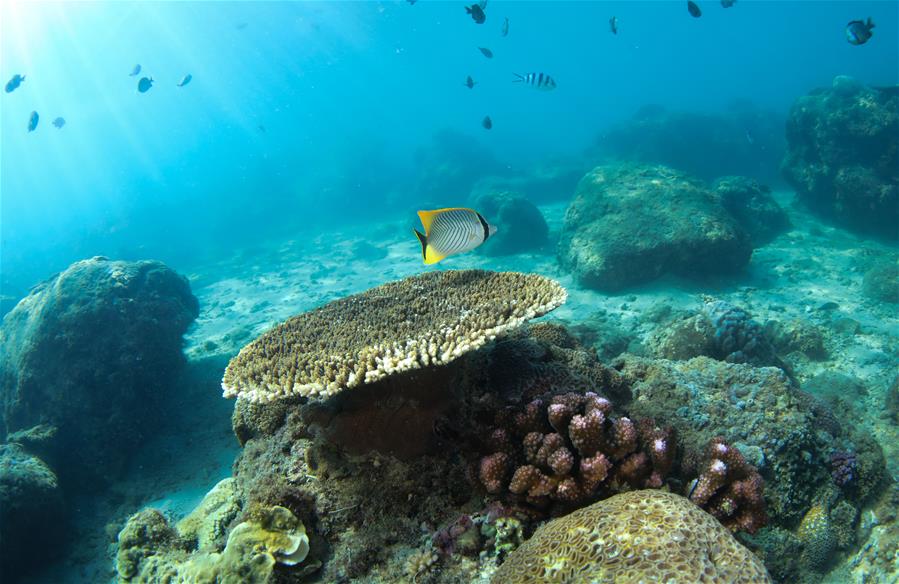 五彩斑斓的水下世界